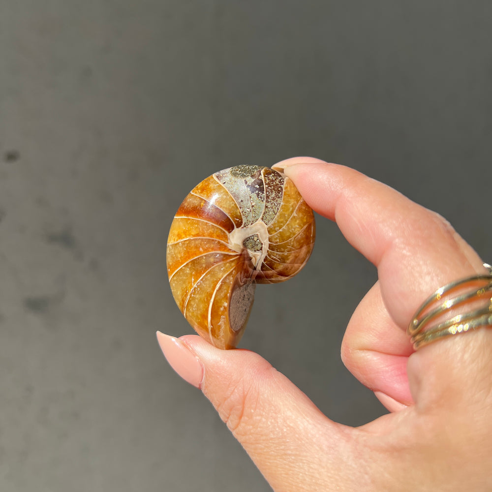 Ammonite/Calcite Fossil - 04