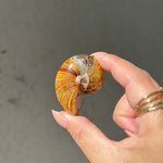 Ammonite/Calcite Fossil - 04