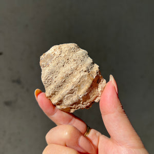 Hand holding an ammonite and calcite fossil against a neutral background