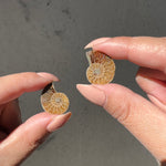 Ammonite Fossil Slice pair - 04