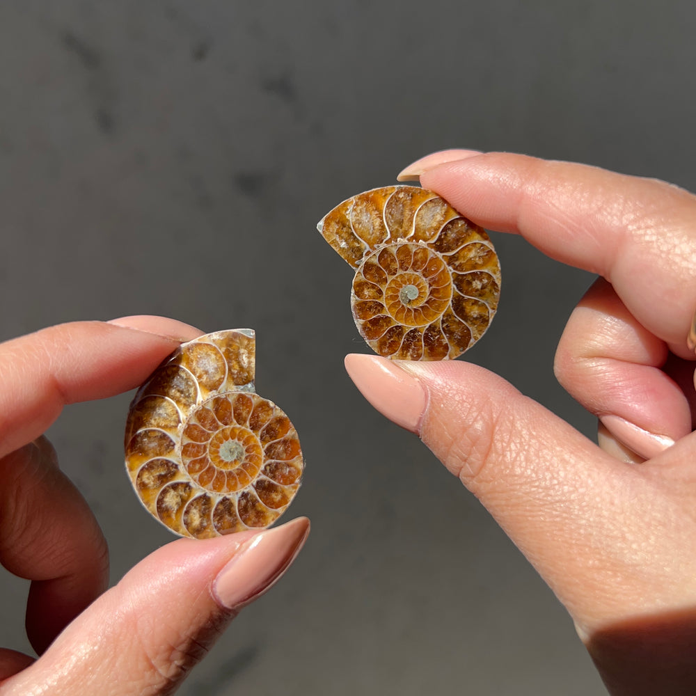 Ammonite Fossil Slice pair - 06