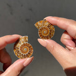 Ammonite Fossil Slice pair - 06