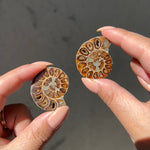 Ammonite Fossil Slice pair - 07