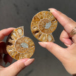Ammonite Fossil Slice pair - 08