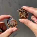 Ammonite Fossil Slice pair - 05