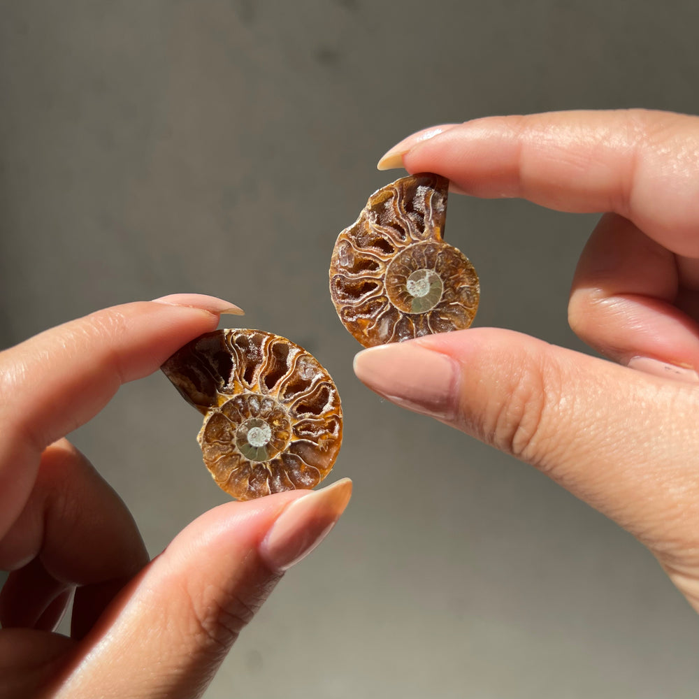 Ammonite Fossil Slice - 01