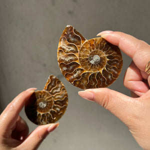 Ammonite Fossil Slice - 02