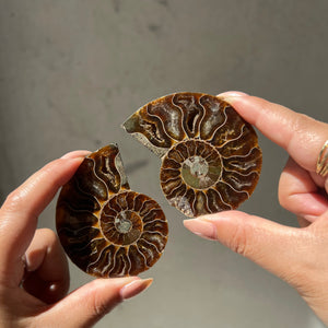Ammonite Fossil Slice - 03