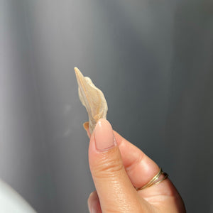 Fossilised Sharks Tooth - 01