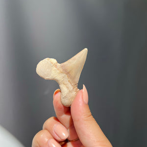 Fossilised Sharks Tooth - 01