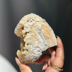Honey Calcite Fossil Clam - 01