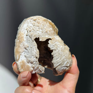 Honey Calcite Fossil Clam - 01