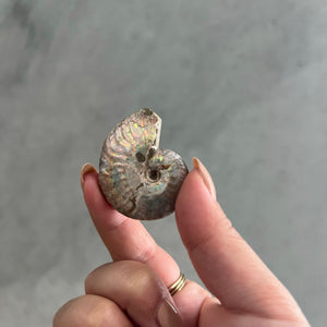 Iridescent Ammonite Fossil - 01