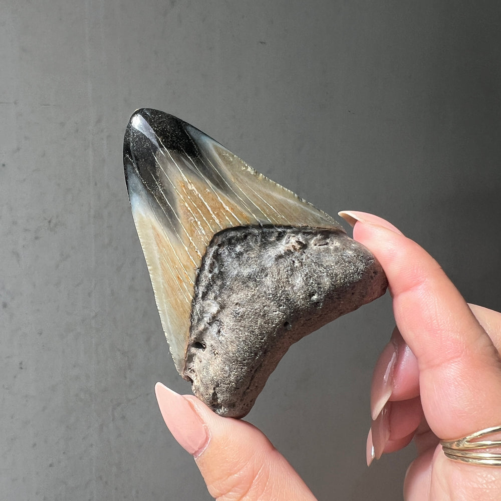 Megalodon Fossilised Sharks Tooth - 01