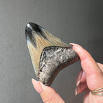 Megalodon Fossilised Sharks Tooth - 01
