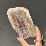 Microbial Mat Slice - 01