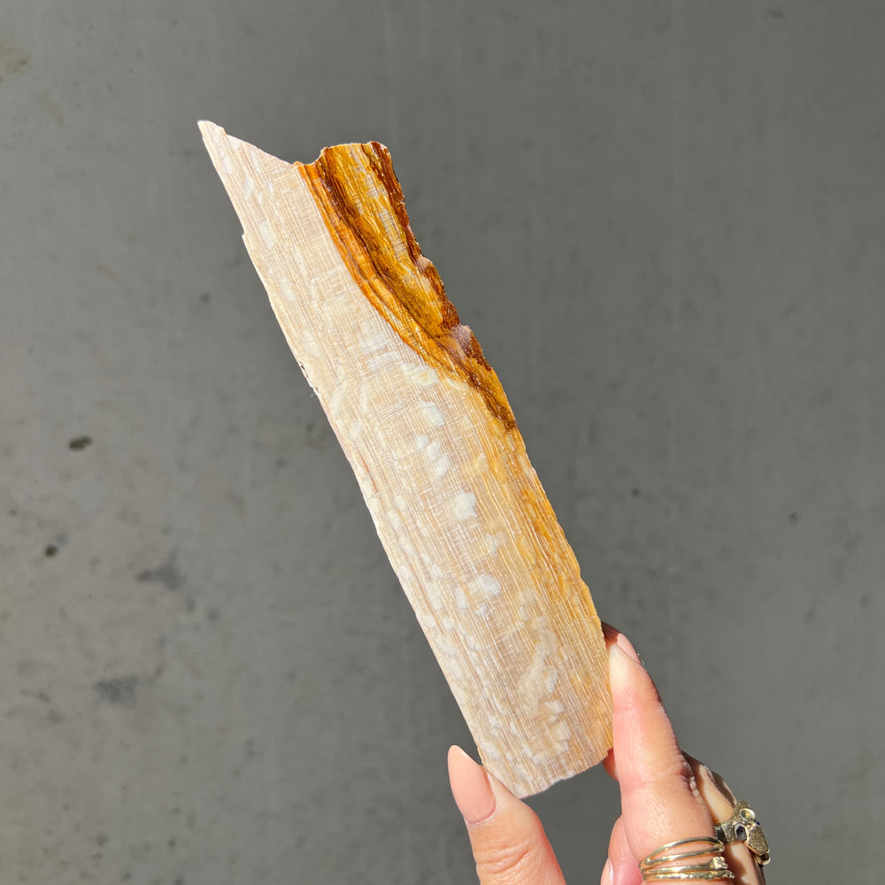 Petrified Wood - 04