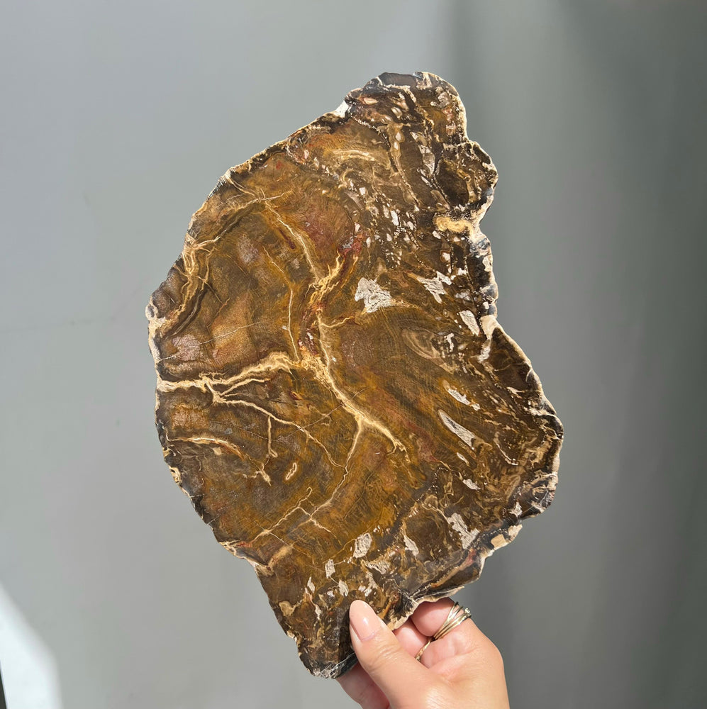 Petrified Wood Slice - 18