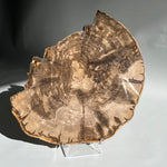Petrified Wood Slice