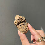 Trilobite Fossil - 04