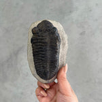 Trilobite Fossil - 03
