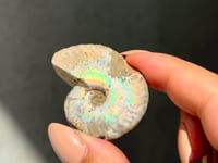 
                
                    Load and play video in Gallery viewer, Iridescent Ammonite Fossil - 01
                
            