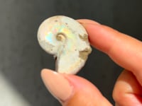 
                
                    Load and play video in Gallery viewer, Iridescent Ammonite Fossil - 03
                
            