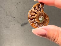 
                
                    Load and play video in Gallery viewer, Ammonite Fossil Slice - 01
                
            