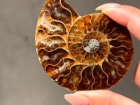 
                
                    Load and play video in Gallery viewer, Ammonite Fossil Slice - 02
                
            