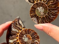 
                
                    Load and play video in Gallery viewer, Ammonite Fossil Slice - 03
                
            