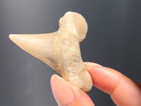 
                
                    Load and play video in Gallery viewer, Fossilised Sharks Tooth - 01
                
            
