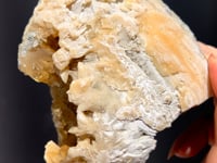 
                
                    Load and play video in Gallery viewer, Honey Calcite Fossil Clam - 01
                
            