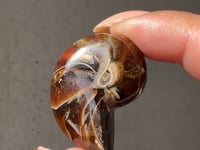 
                
                    Load and play video in Gallery viewer, Ammonite/Calcite Fossil - 01
                
            