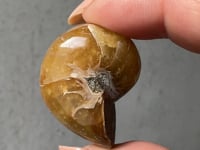 
                
                    Load and play video in Gallery viewer, Ammonite/Calcite Fossil - 02
                
            