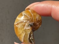 
                
                    Load and play video in Gallery viewer, Ammonite/Calcite Fossil - 03
                
            