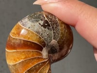 
                
                    Load and play video in Gallery viewer, Ammonite/Calcite Fossil - 04
                
            