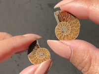 
                
                    Load and play video in Gallery viewer, Ammonite Fossil Slice pair - 04
                
            