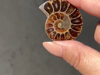 
                
                    Load and play video in Gallery viewer, Ammonite Fossil Slice pair - 05
                
            