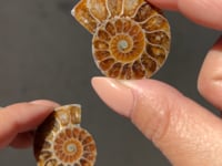
                
                    Load and play video in Gallery viewer, Ammonite Fossil Slice pair - 06
                
            