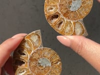 
                
                    Load and play video in Gallery viewer, Ammonite Fossil Slice pair - 08
                
            