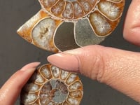 
                
                    Load and play video in Gallery viewer, Ammonite Fossil Slice pair - 09
                
            