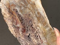 
                
                    Load and play video in Gallery viewer, Microbial Mat Slice - 01
                
            