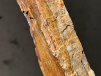 
                
                    Load and play video in Gallery viewer, Petrified Wood - 04
                
            