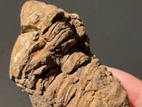 
                
                    Load and play video in Gallery viewer, Trilobite Fossil - 04
                
            