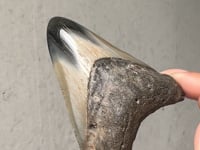 
                
                    Load and play video in Gallery viewer, Megalodon Fossilised Sharks Tooth - 01
                
            