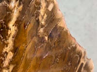 
                
                    Load and play video in Gallery viewer, Petrified Wood Slice - 12
                
            