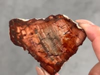 
                
                    Load and play video in Gallery viewer, Petrified Wood Slice - 14
                
            
