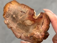 
                
                    Load and play video in Gallery viewer, Petrified Wood Slice - 15
                
            
