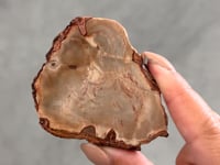 
                
                    Load and play video in Gallery viewer, Petrified Wood Slice - 16
                
            