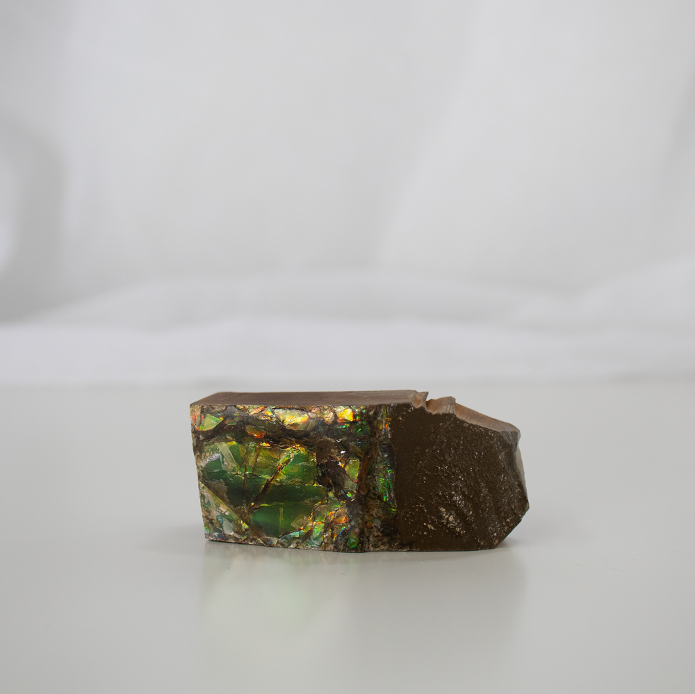 
                
                    Load image into Gallery viewer, Ammolite Fossil - 02
                
            